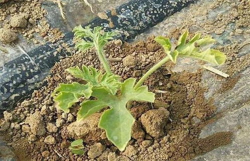 西瓜育苗过程中,幼苗容易发生各种不良症状,预防措施在这里