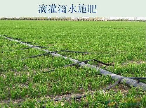 水肥一体化滴灌,水肥一体化滴灌技术,水肥一体化滴灌设备