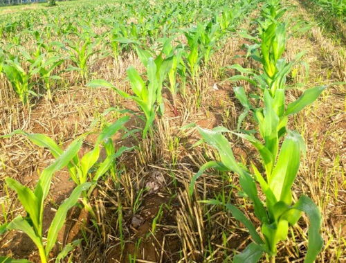 今年玉米咋除草 用什么药 最新技术公布,农民提前收藏好