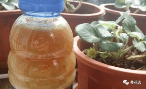 怎么让浇花效果事半功倍 掌握3个小窍门,黄叶烂根问题少很多