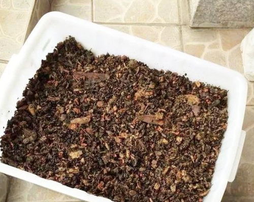 三角梅施肥用点 渣 ,花土上铺一层,3个月开成 花瀑布
