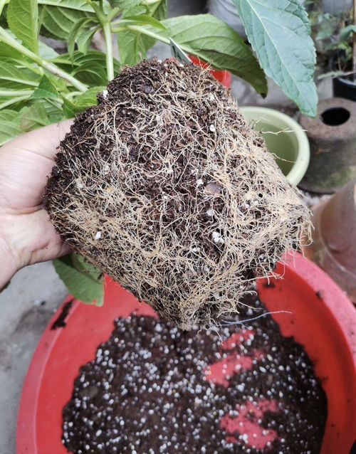 家里 7种花 长了大半年,把花盆里的土都 吸没了