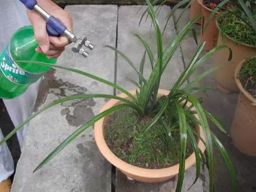 油烟机废油别倒,花盆边埋一勺,1个月开爆盆
