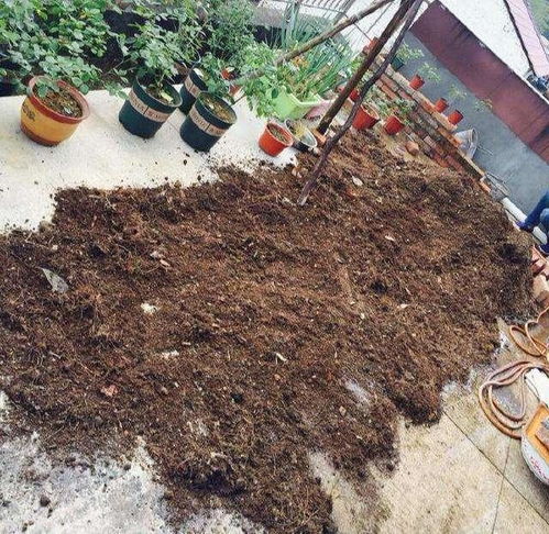 养花怕生虫 4个方法除隐患,土壤没虫卵病菌,养啥旺啥