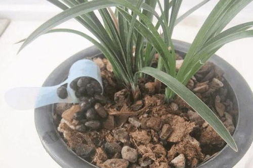 养花没有有机肥 抓一把 它 在盆里,一年不用施肥,开花100朵