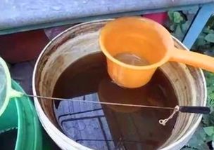 给花浇水时,加点 它 ,比大豆水 淘米水厉害多了,养啥旺啥 羊粪