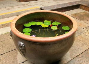 家里为什么不能养睡莲,风水不好 阴气重会招来厄运