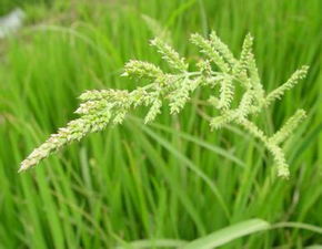 这个是什么植物 在小麦地里总是有很多,该怎么治