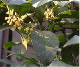 咨询桂花树情况