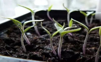 种花的营养土能种菜吗