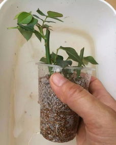 种花的土里加点这个,土不板结 不生虫 花草枝肥叶壮,太好用了
