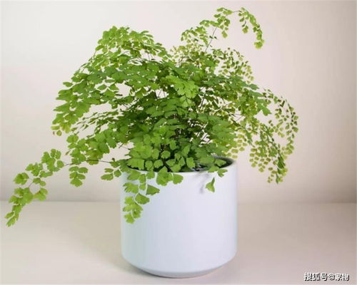 8种可净化空气的植物 家里摆几盆,室内空气污染问题好多了