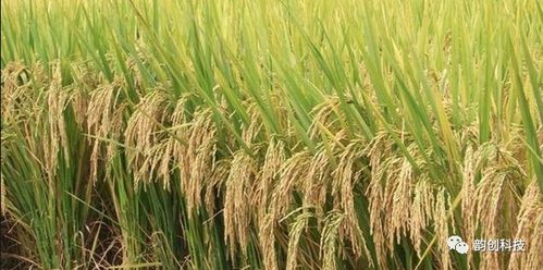 土壤对水稻生长及稻米镉含量的影响