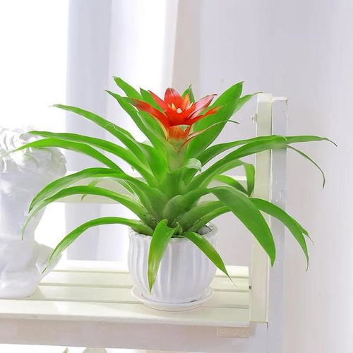 最旺家的10种室内植物