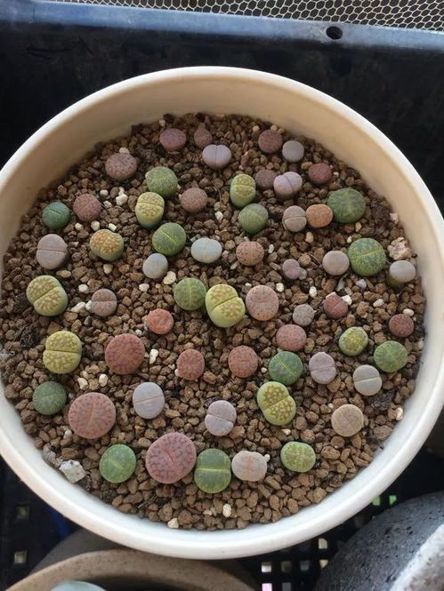 花都是浇死的,3种花要 贱养 ,1个月不浇水反而长得旺