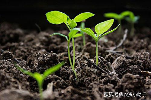 改良土壤板结最简易方法