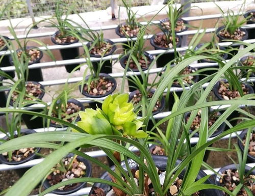 给兰花喝点 促长水 ,促根促花,长得更健壮