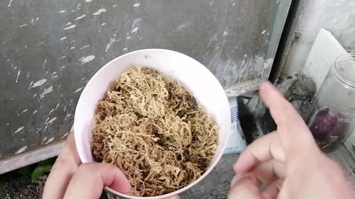 扦插不求人 比蛭石 沙子好,7天能生根
