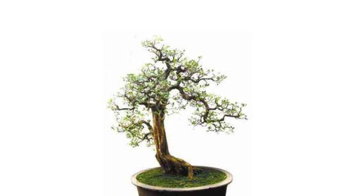 老桩九里香移植后多久发芽