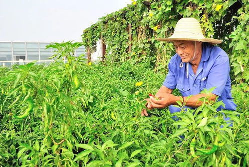 辣椒只长叶,不开花,解决这4点问题,辣椒结得吃不完