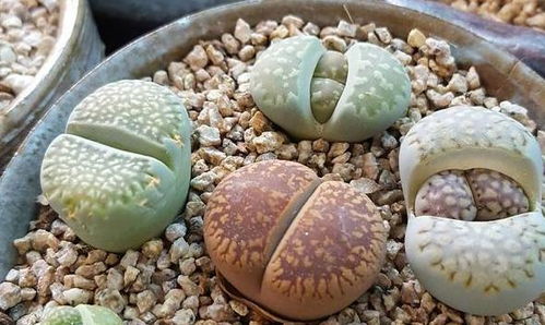 用石头给多肉植物铺面,是为了漂亮 不 它的存在真不简单