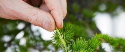 盆景不会修剪 那是你不知道这3重点,看完才明白,这样做也不难