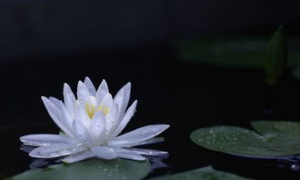 阳春三月诗词选