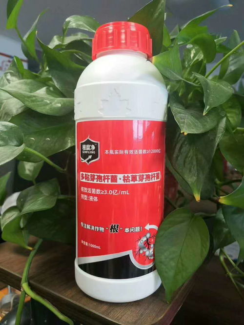 草莓苗期最怕根腐病,前后折损两万五,草莓根腐病能防治住吗