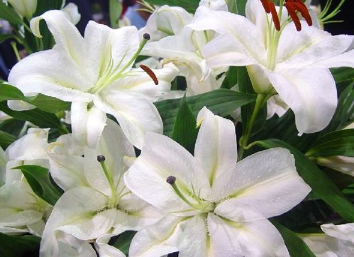 立秋过后,养这8种花,开花猛,花期长,寒冬腊月都有花赏