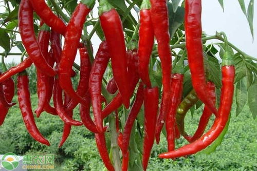 辣椒定植后几天浇缓苗水合适 辣椒定植后死苗是怎么回事