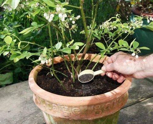 难怪人家的花草长得好,原来冬季这样施肥,真是长见识了