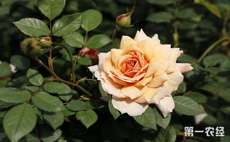 月季花为什么叶子发黄 月季花叶子发黄的原因