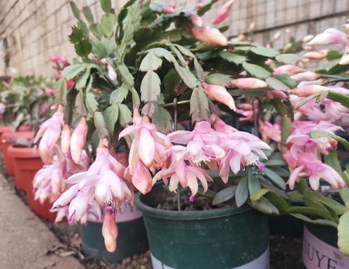 夏季不买4种花,看着开花很美,买回不仅不开花,反而容易养死