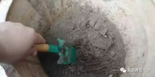 花盆里埋这3种料,土壤透气又营养,养啥花都长得旺