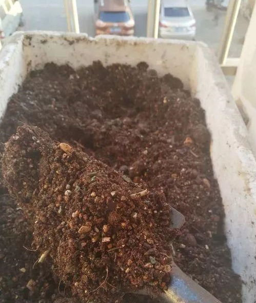 2种营养土家里就能做,养花不板结不烂根,大白根挤破盆