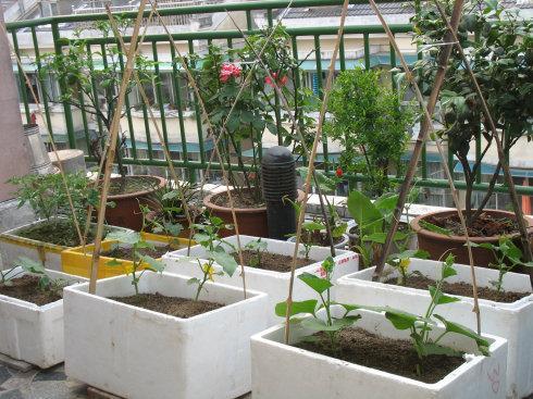 阳台种菜,自制营养土,土壤更耐用,营养更丰富,蔬菜长得更好