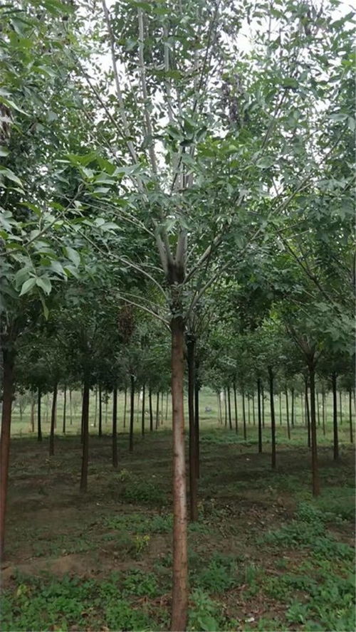 喀喇沁左翼14公分白蜡15公分白蜡出售 价格咨询