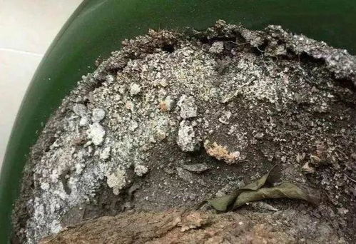 栀子 茉莉老黄叶,不缺肥不缺水,就是缺 醋 ,浇点酸水长得旺