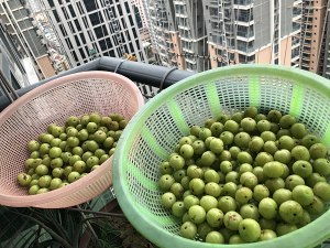 余甘果怎么腌制