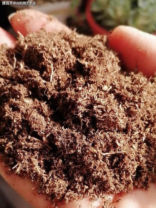多肉配土,正确分辨泥炭土,了解软硬颗粒,自己搭配更省钱