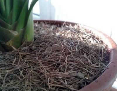 养花万能土,就在这里挖,随便掺养啥旺啥,教你怎么配土