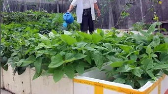 泡沫箱种菜有毒吃了会致癌