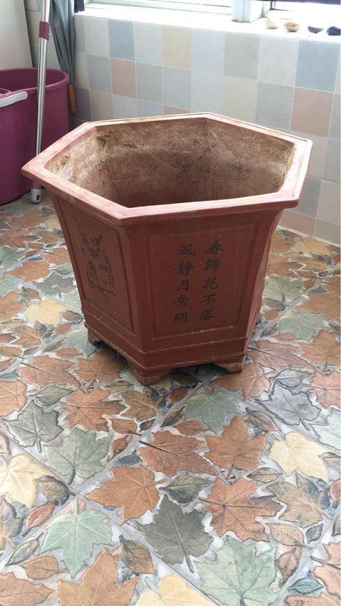 家里这些不值钱的东西不要扔,放花盆里,盆土更肥沃