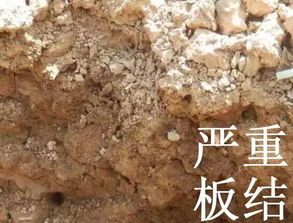 土壤 生病 了 使用再多肥料也白搭