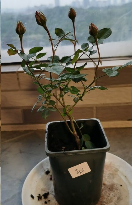蓝妖 新买的月季一移栽就枯萎了 这2点一定不能忽视