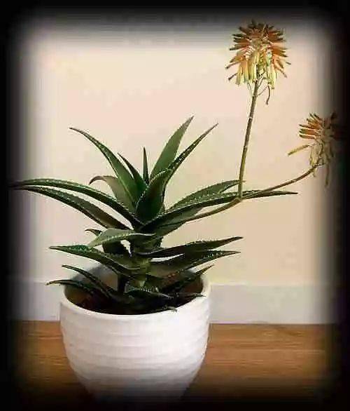 最全吸毒风水植物,要想健康赶紧搬回家 赶紧收藏