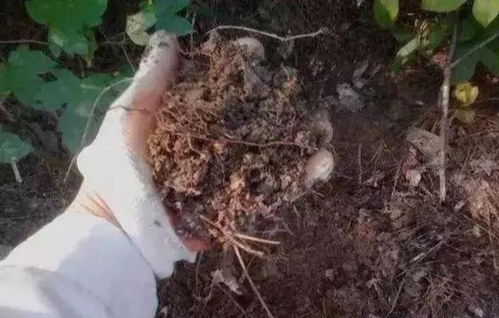 养花谁还用买土呢 家里常见的这几种材料掺一块儿,营养土就有了