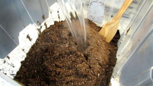 5种清除旧土病菌 杂草和虫卵的方法,处理好就能重新用来养花