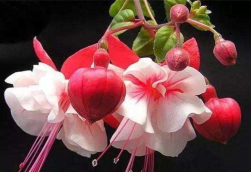 5种花养在家里,一整年都有好运气,开满整个花盆,快养起来