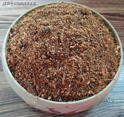 养多肉,营养土少不了,花土种类这么多 用错了,容易烂根 颗粒